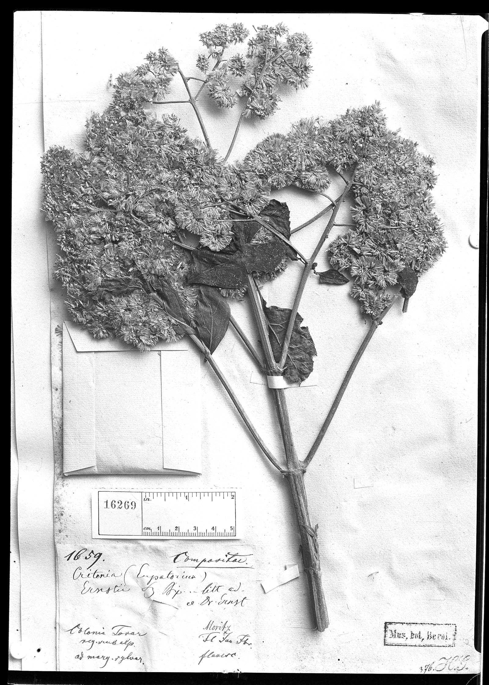 Critonia heteroneura image