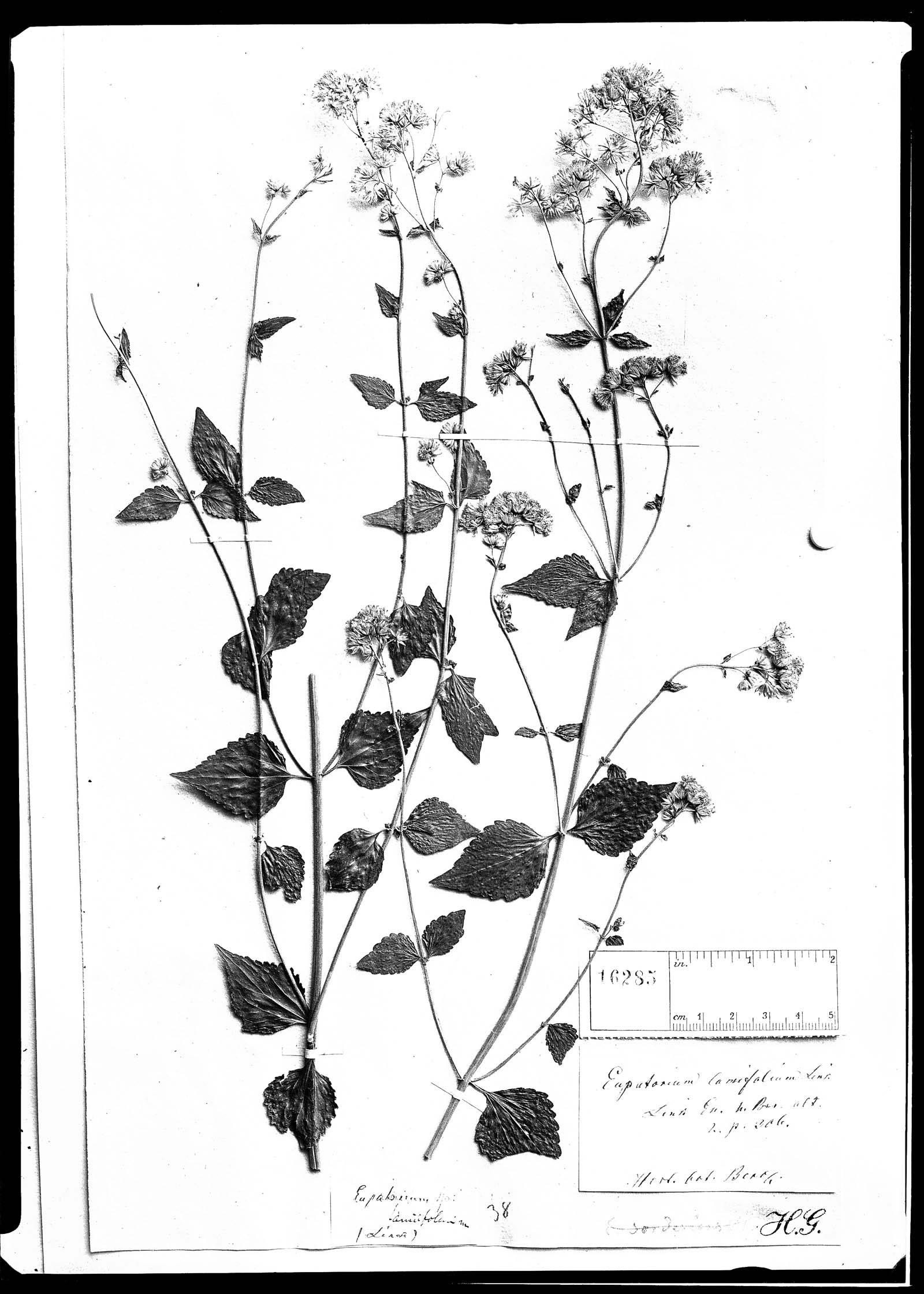 Eupatorium lamiifolium image