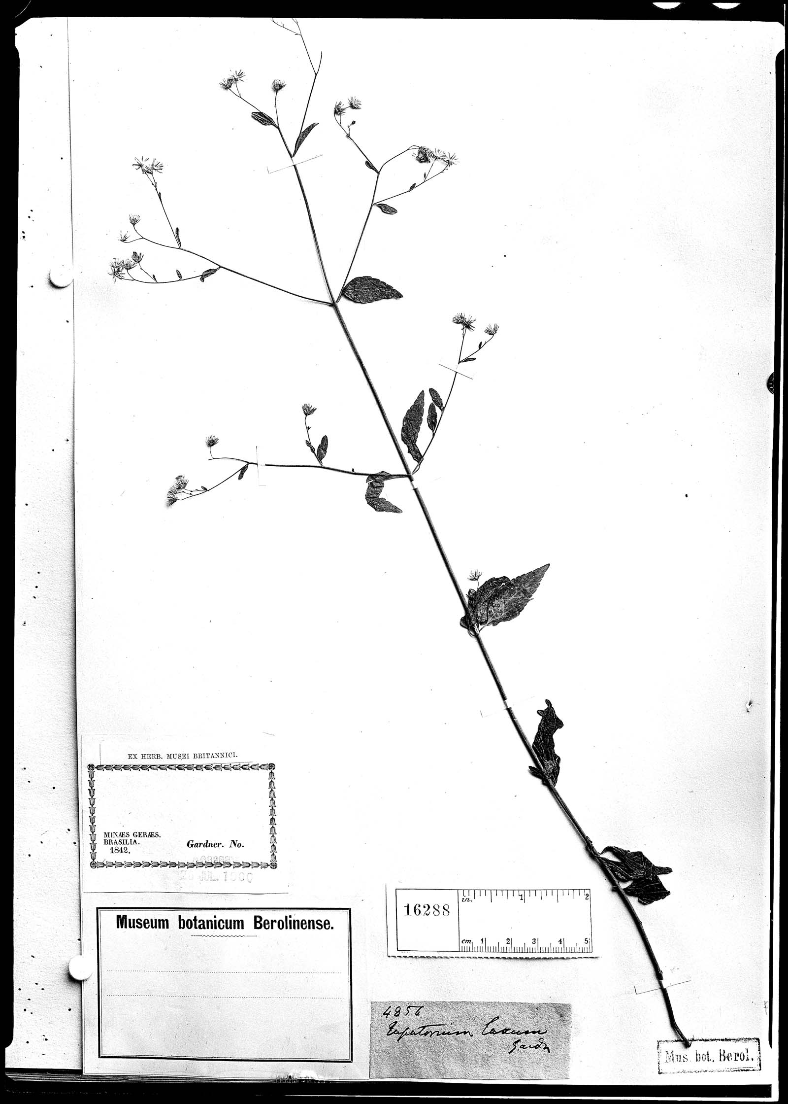 Fleischmannia laxa image