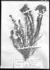 Chromolaena palmaris image