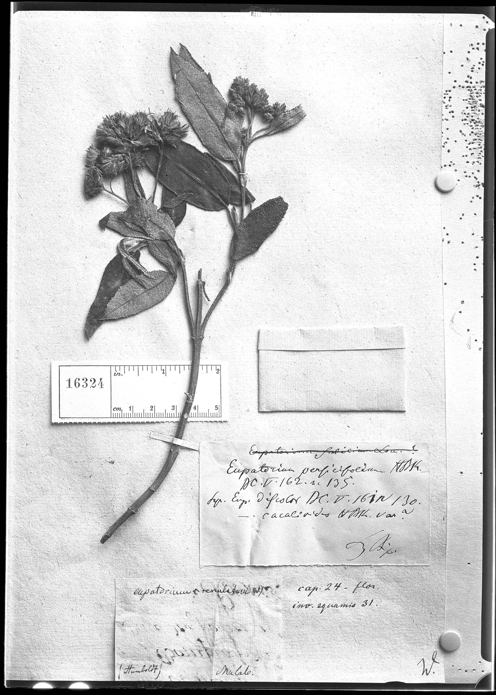 Eupatorium persicifolium image