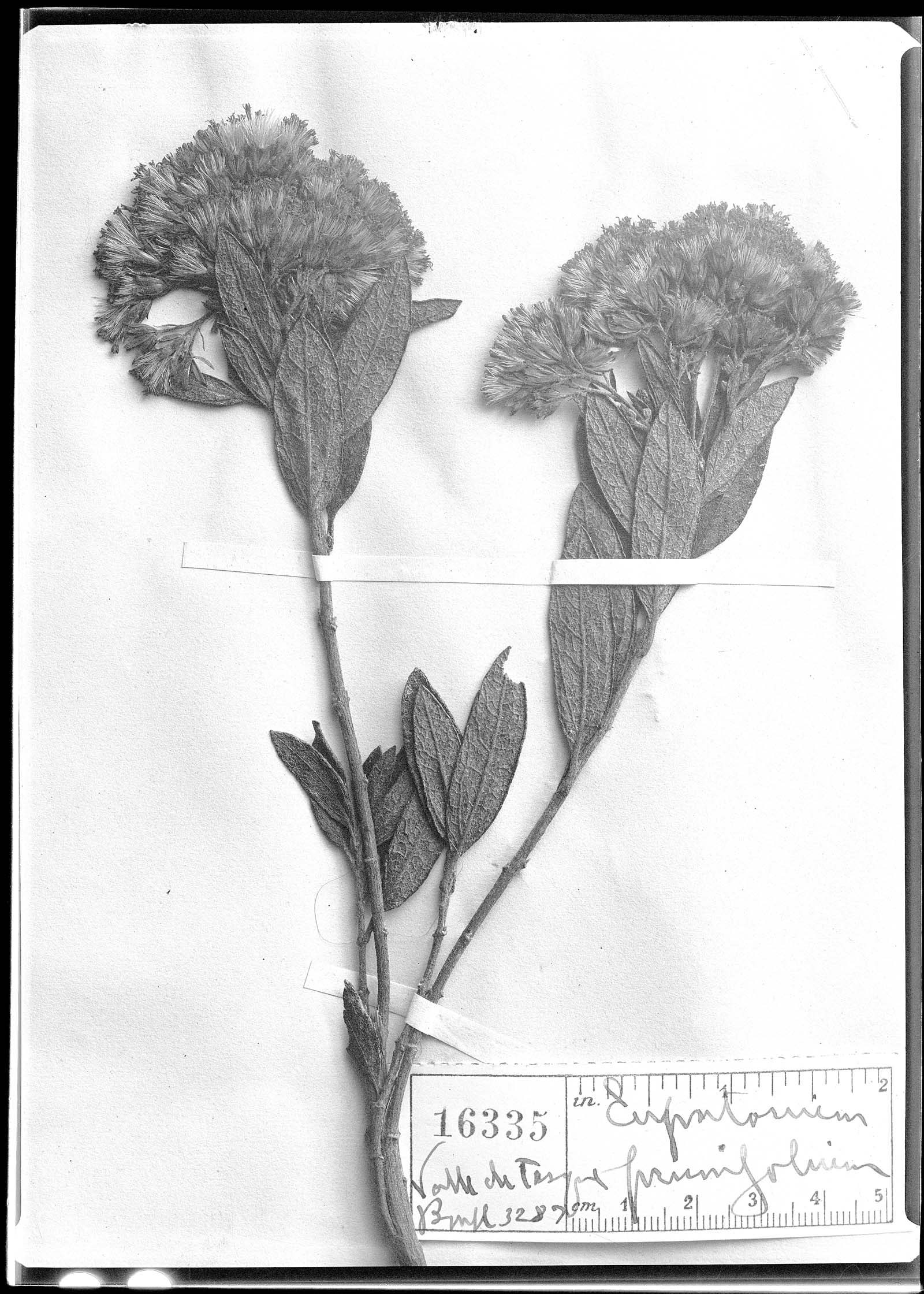 Eupatorium prunifolium image