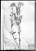 Chromolaena stachyophylla image