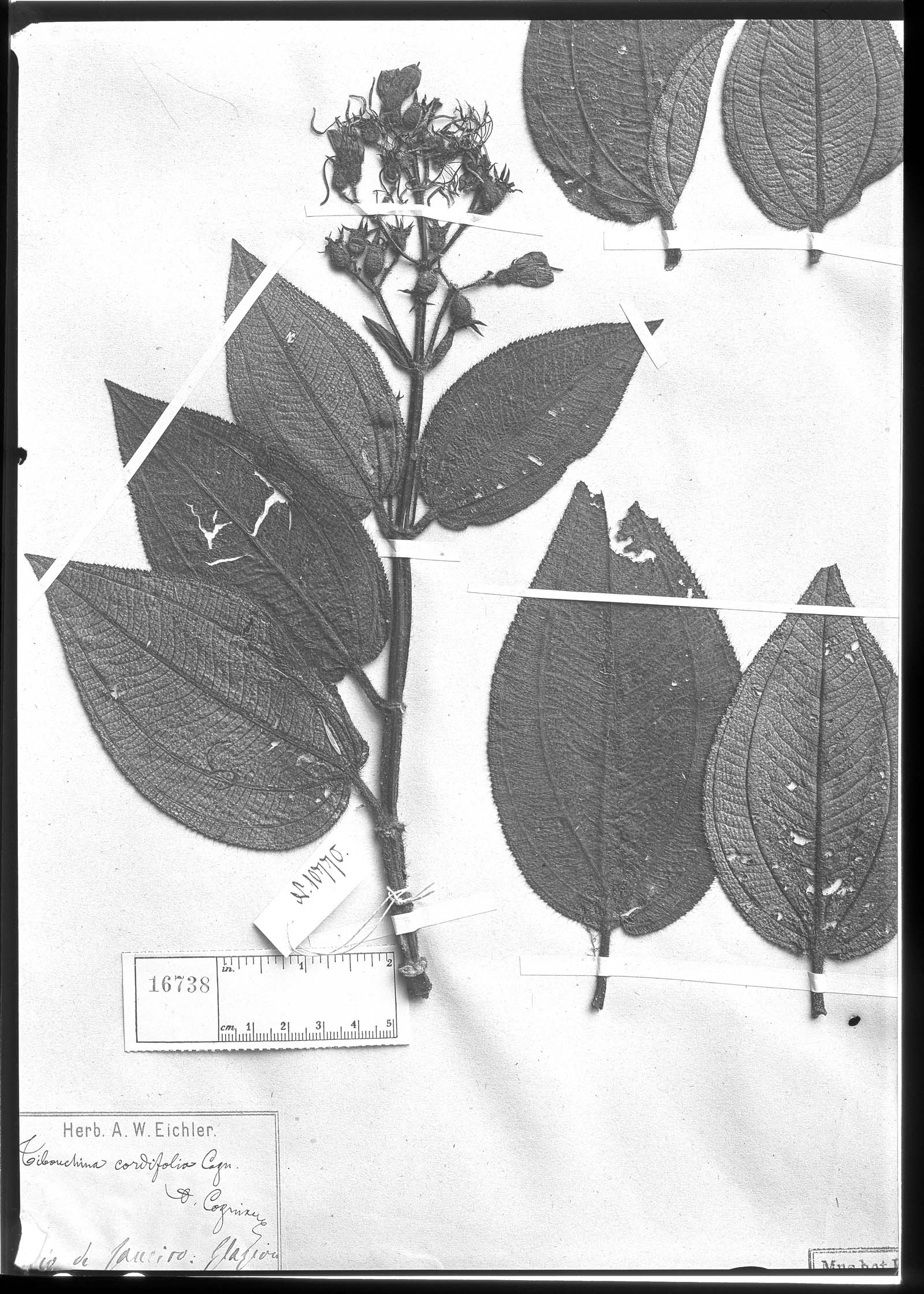 Tibouchina cordifolia image