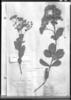 Vernonia odoratissima image