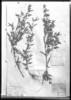 Monochaetum deppeanum image