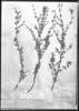 Marcetia canescens image