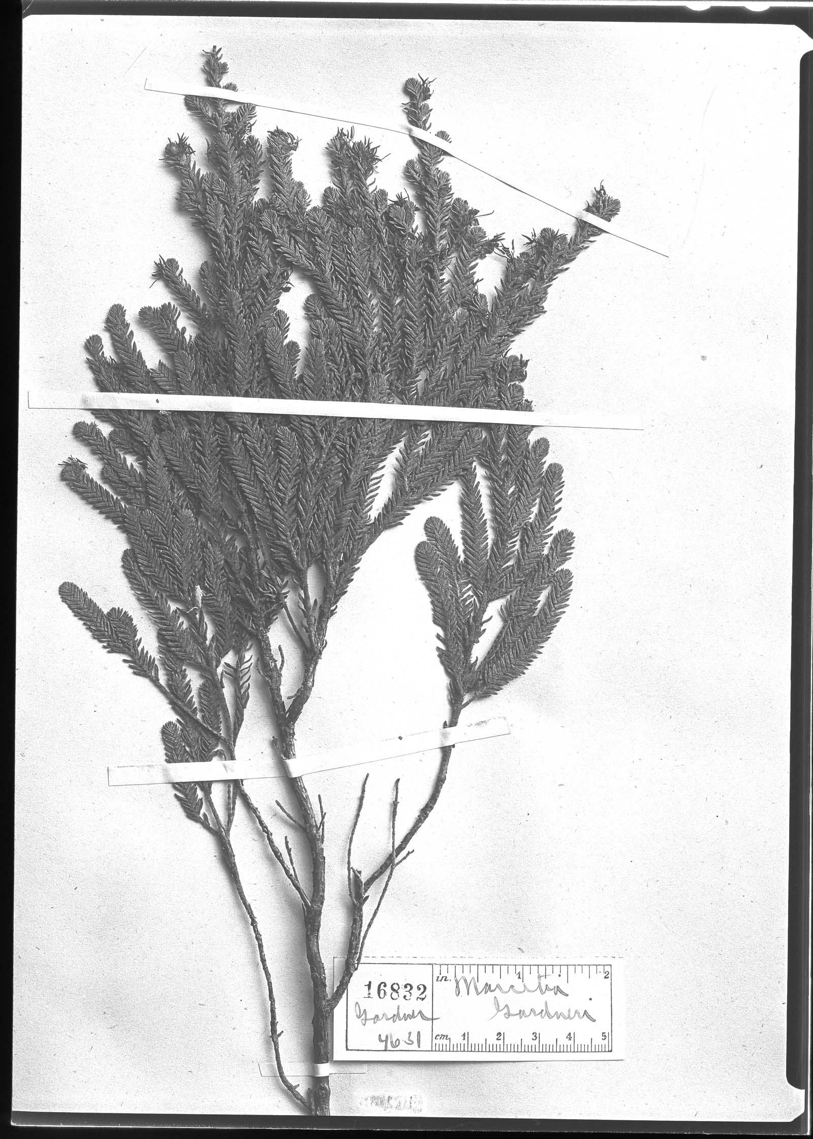 Marcetia taxifolia image