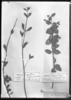 Marcetia latifolia image