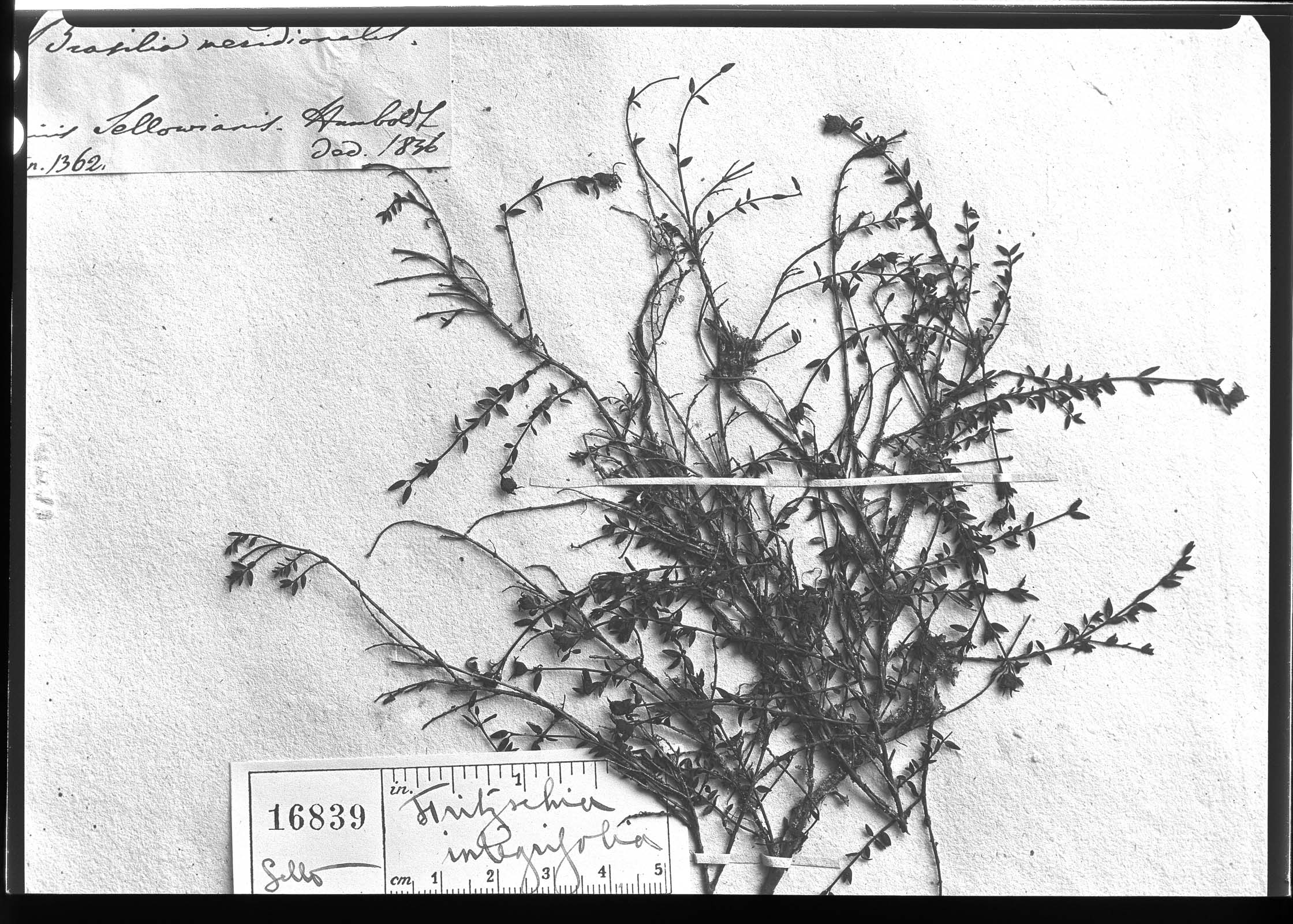 Fritzschia integrifolia image