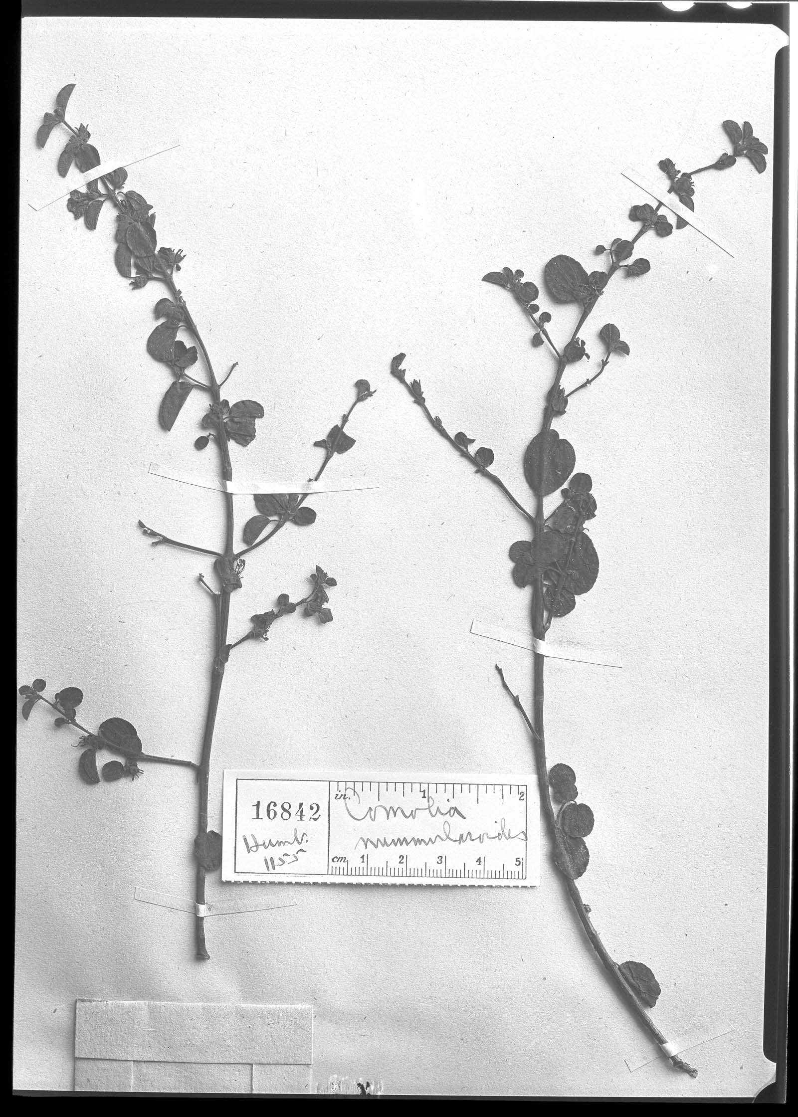 Comolia nummularioides image