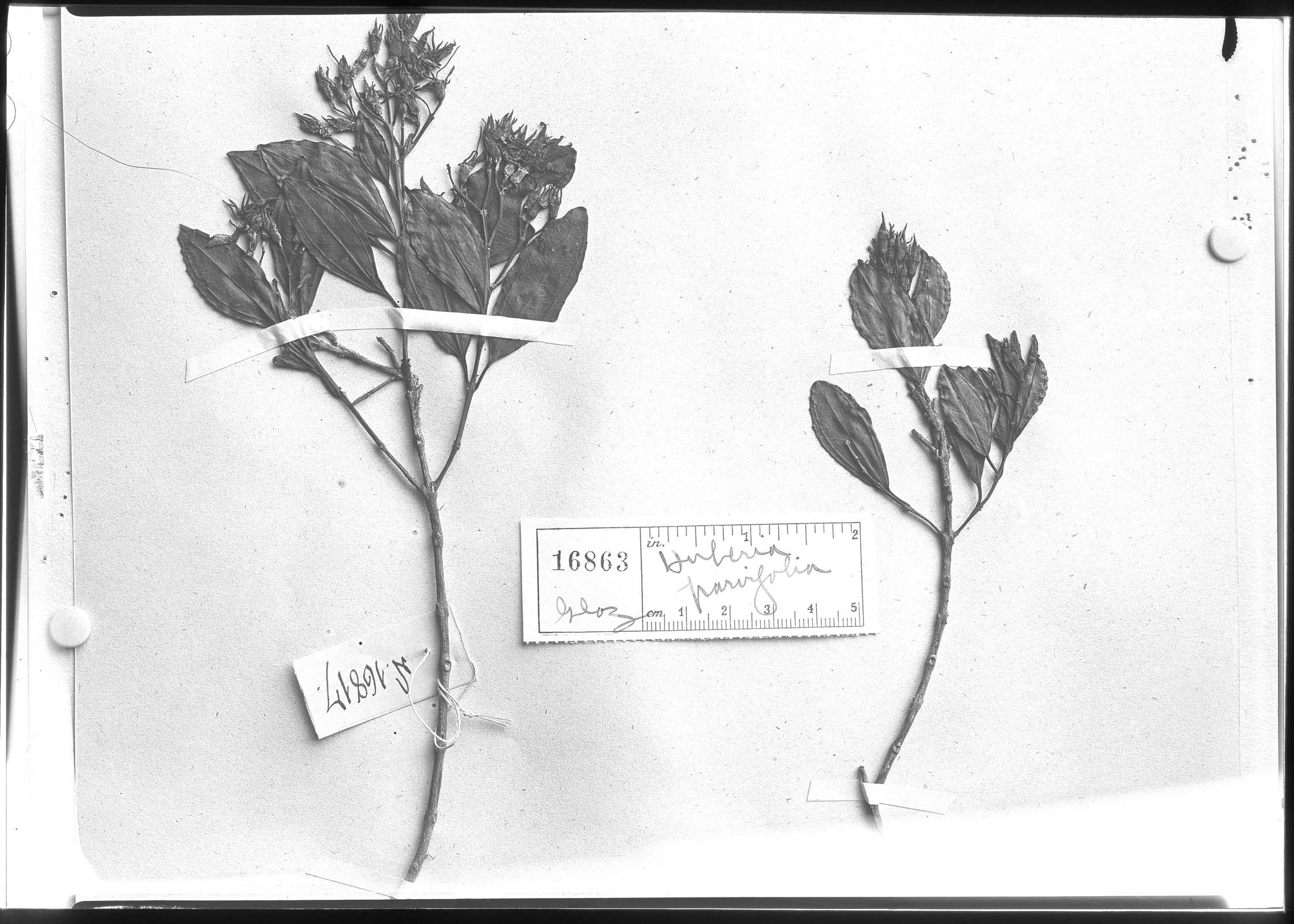 Huberia parvifolia image