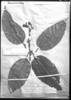 Meriania urceolata image
