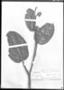 Graffenrieda sessilifolia image