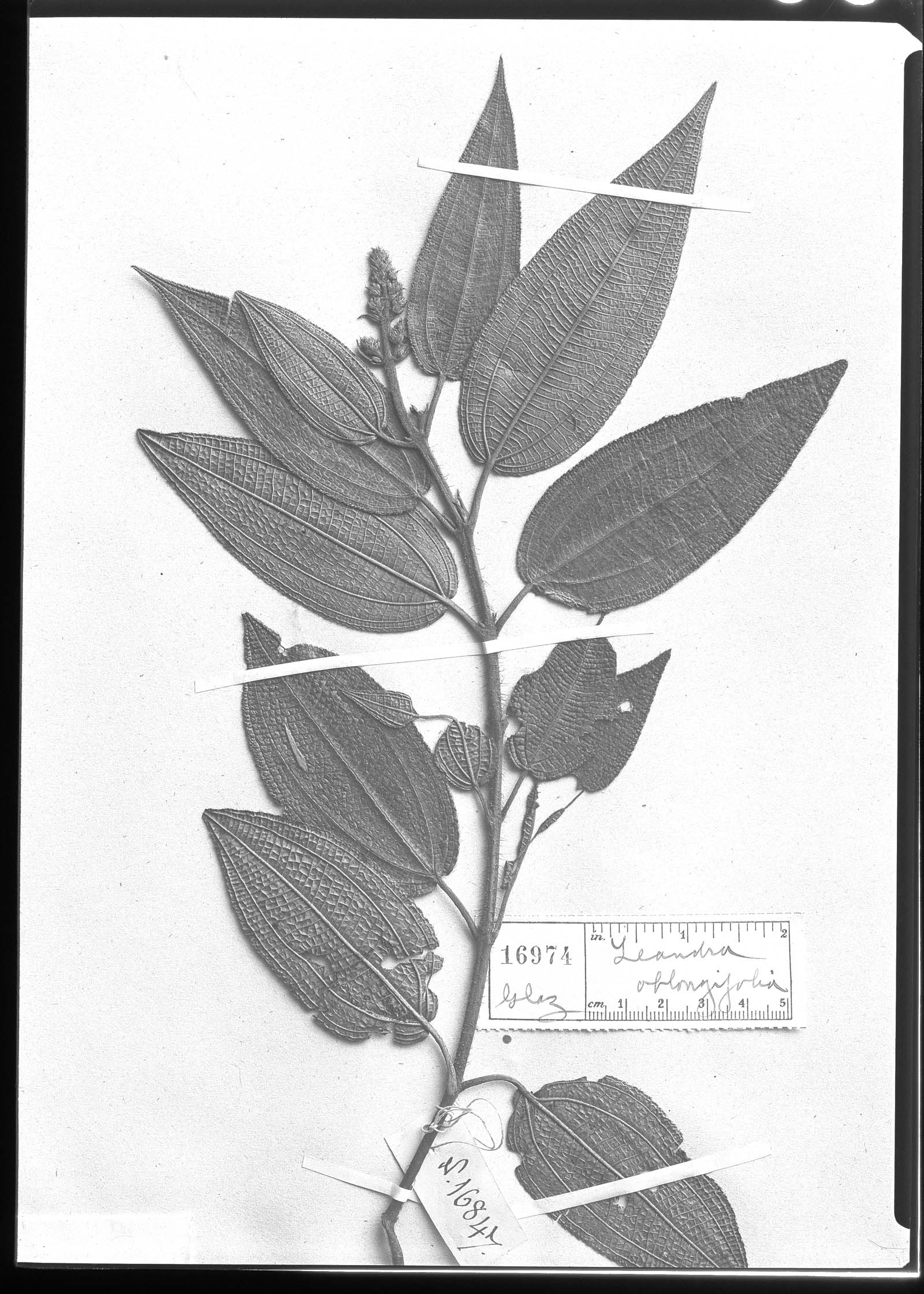 Leandra oblongifolia image