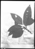 Henriettea granulata image