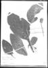 Lippia macrophylla image