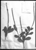 Stachytarpheta crassifolia image