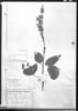 Salvia pauciserrata subsp. derasa image