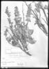 Salvia cuspidata subsp. gilliesii image