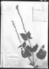 Salvia melissiflora image