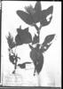 Salvia sellowiana image