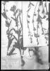Cyanocephalus desertorum image