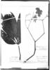 Begonia digitata image