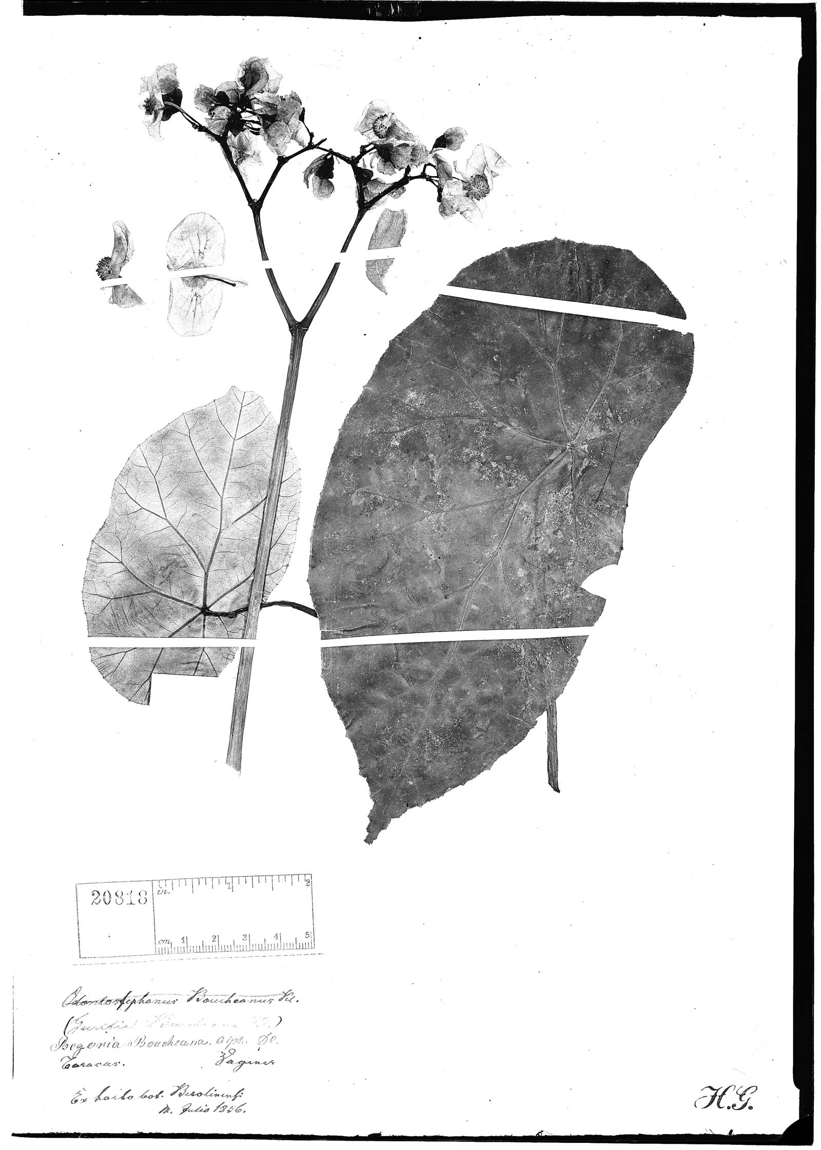 Begonia boucheana image