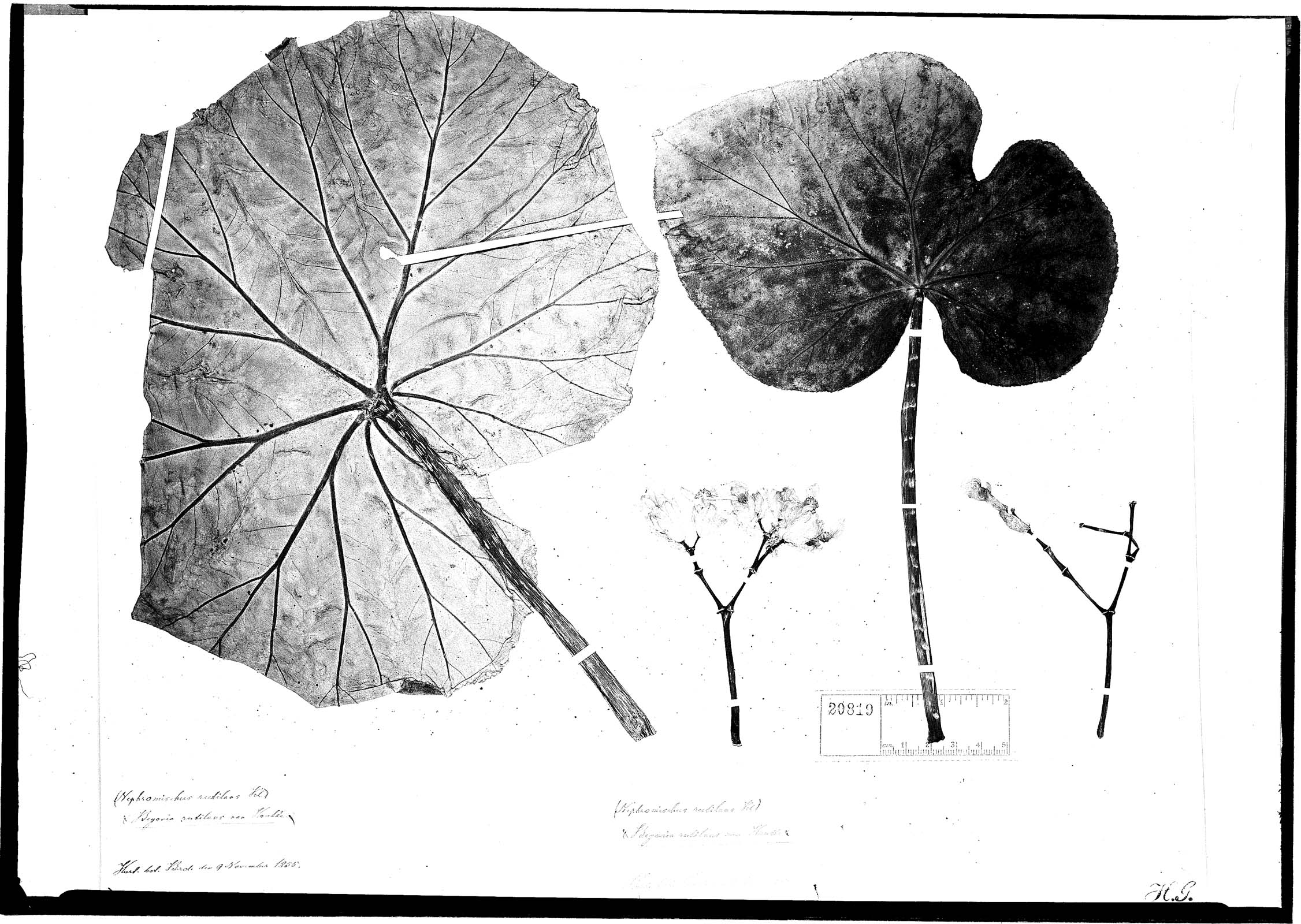 Begonia rutilans image