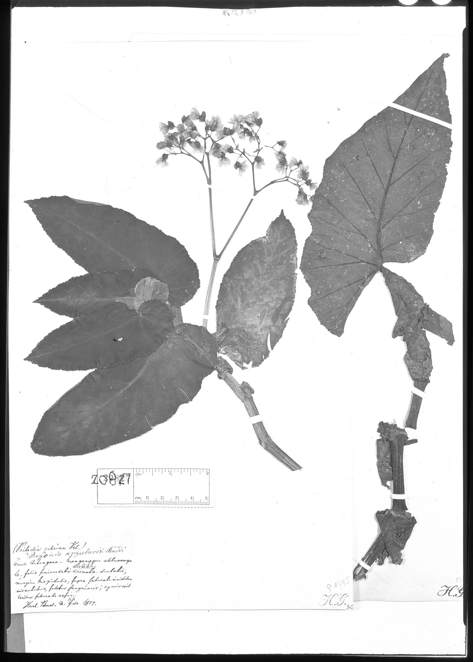 Begonia angularis image