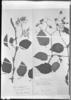 Begonia fagifolia image
