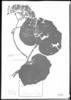 Begonia paleata image