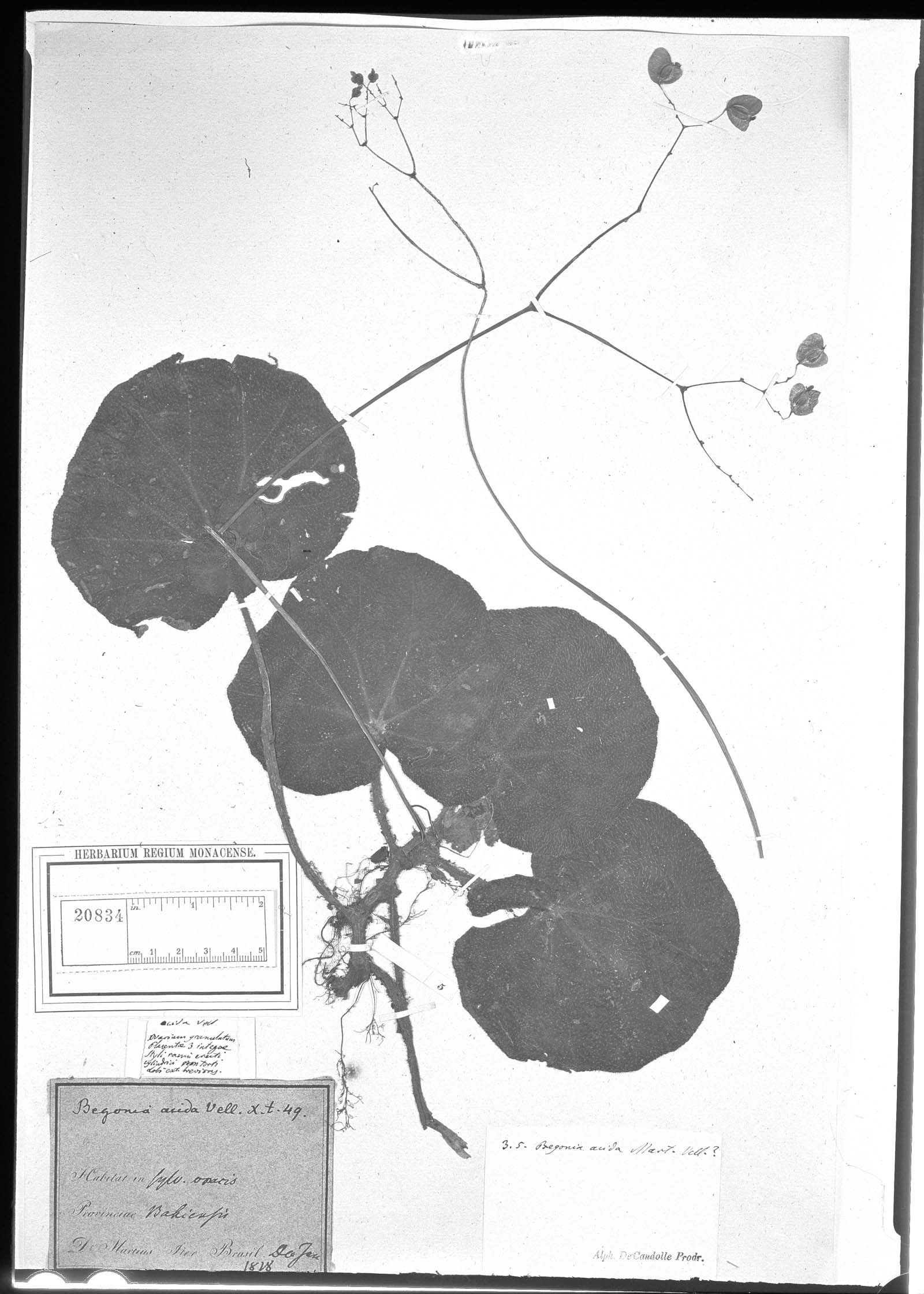 Begonia acida image