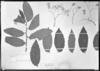 Begonia undulata image