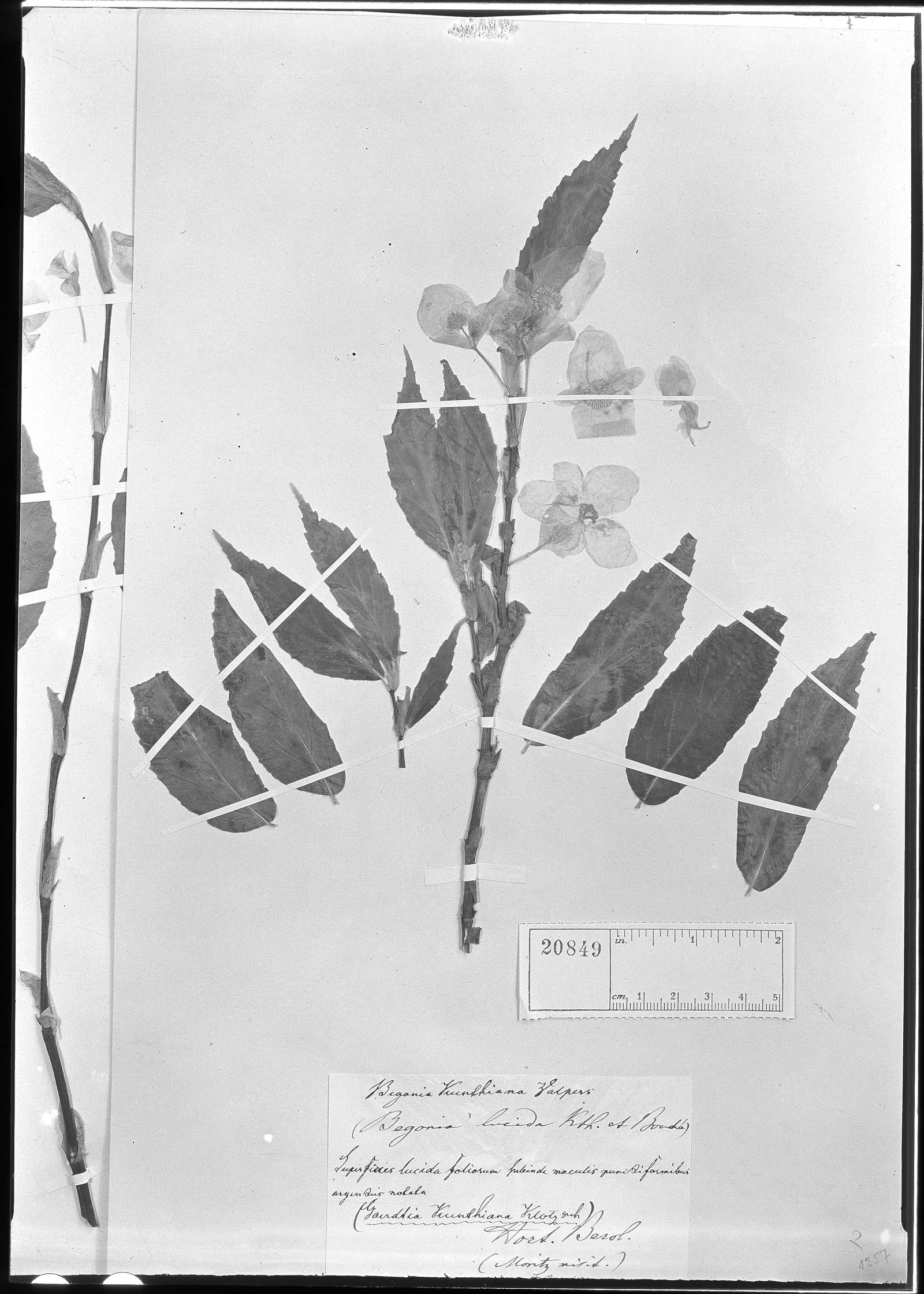 Begonia kunthiana image