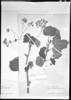 Begonia dichotoma image