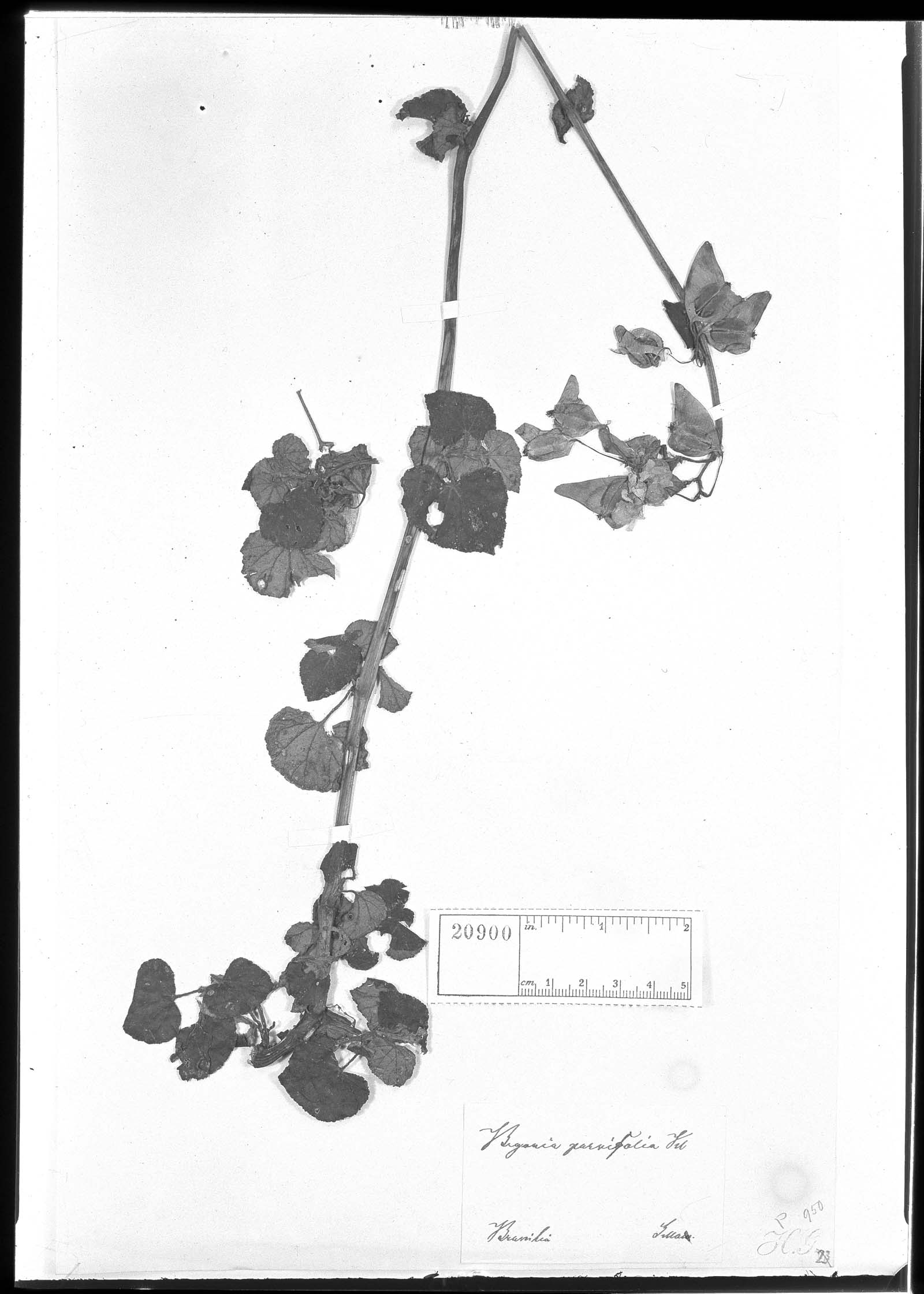 Begonia parvifolia image