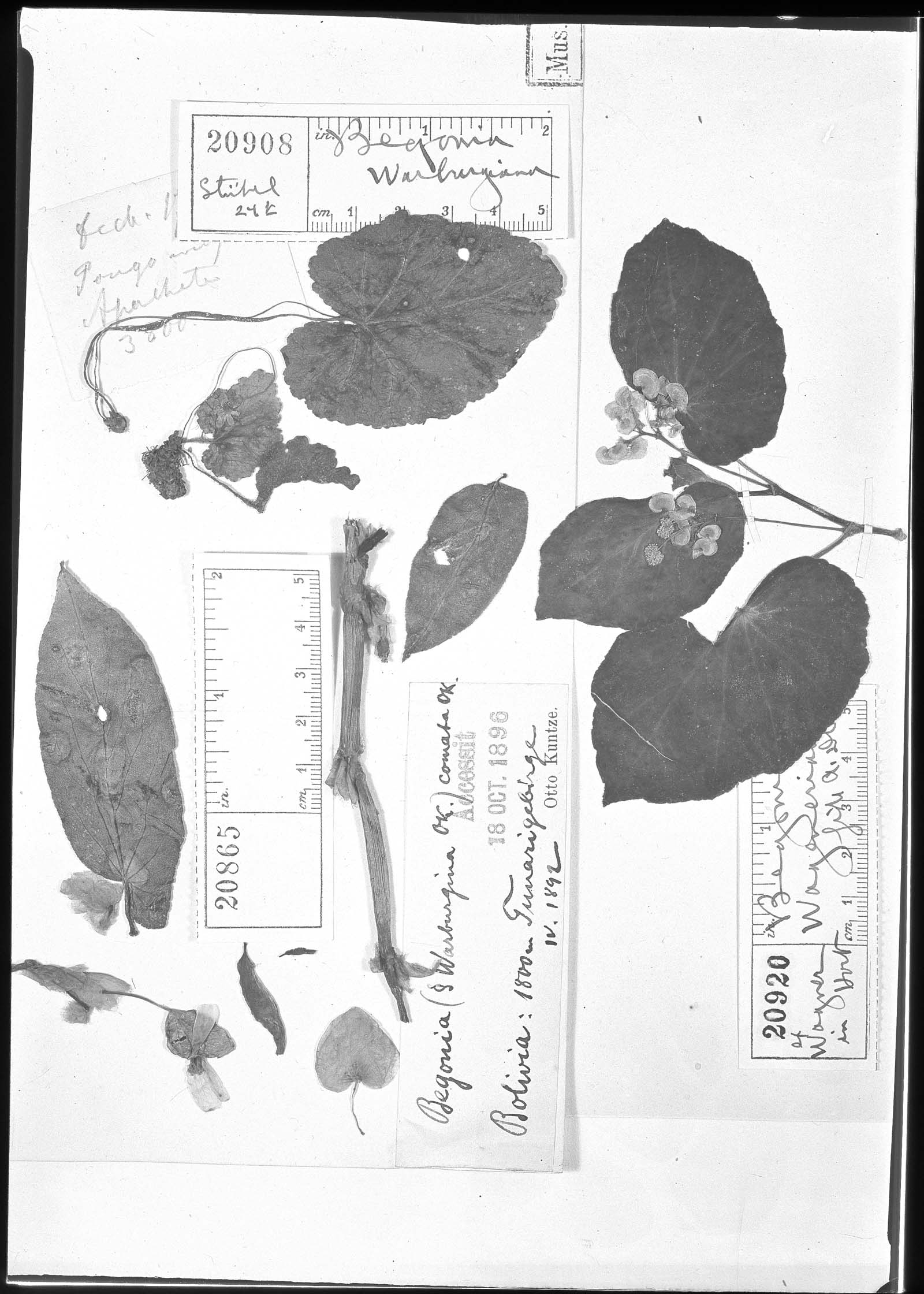Begonia pleiopetala image