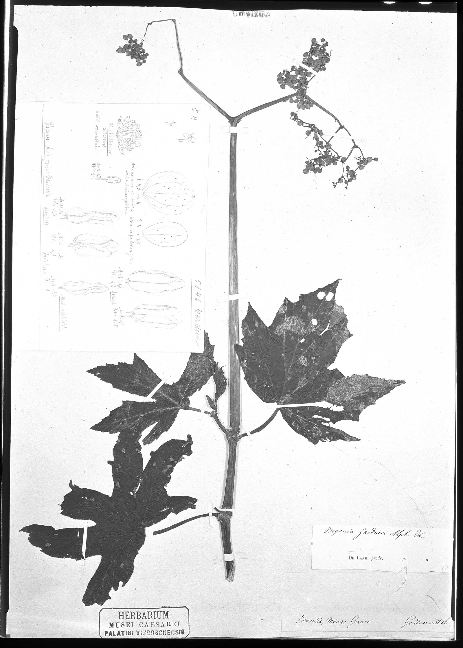 Begonia gardneri image