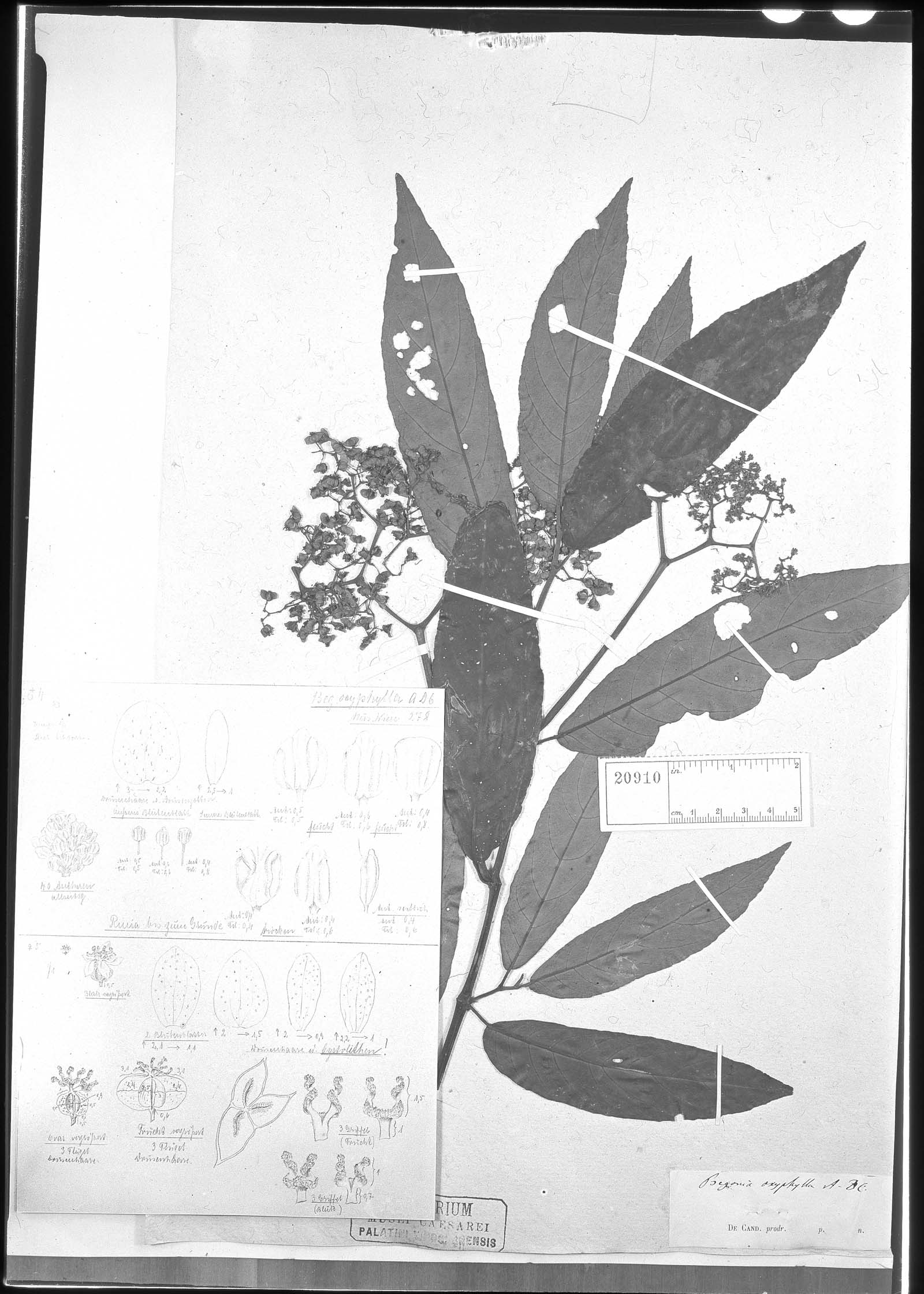 Begonia arborescens image