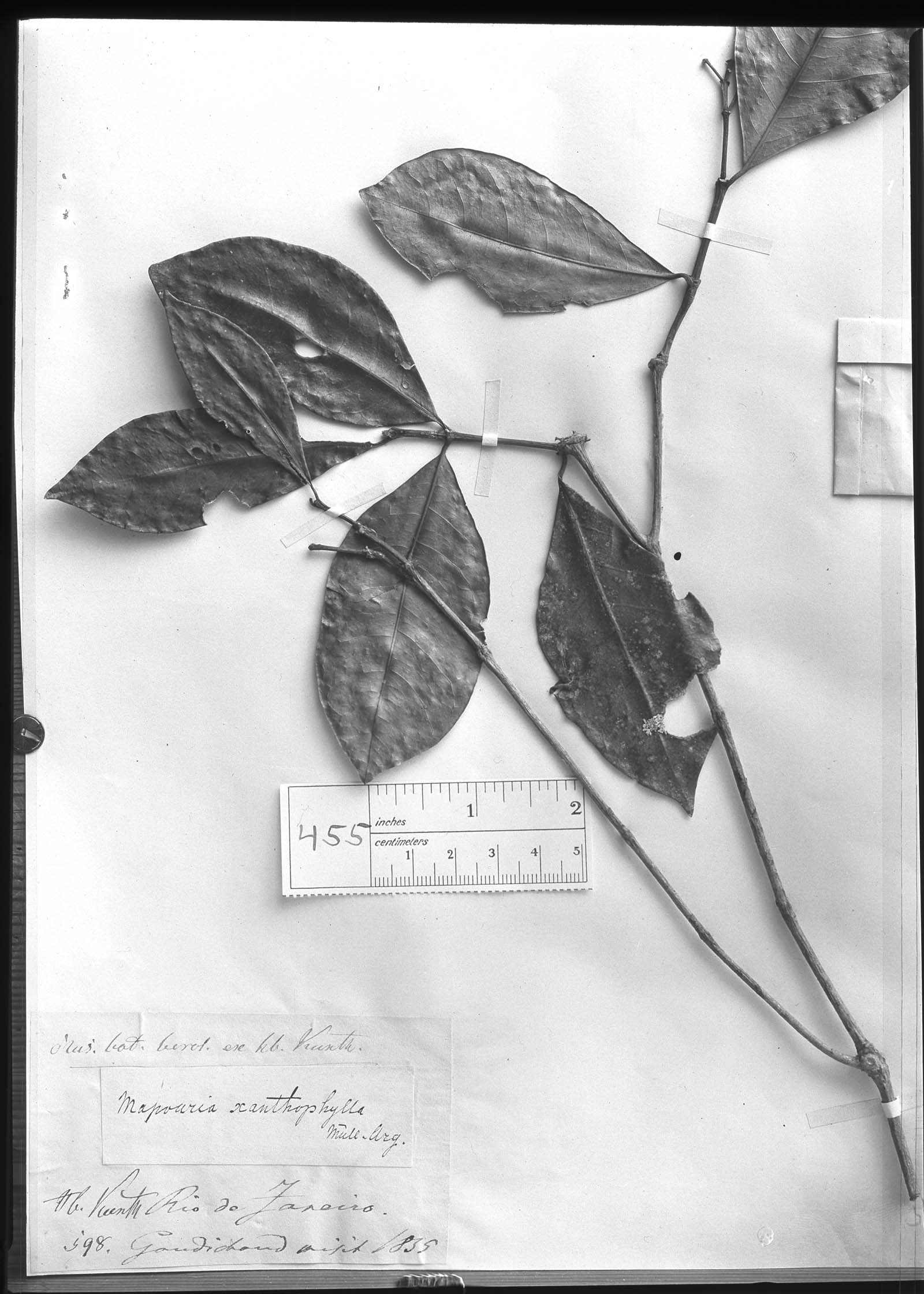 Psychotria flavens image