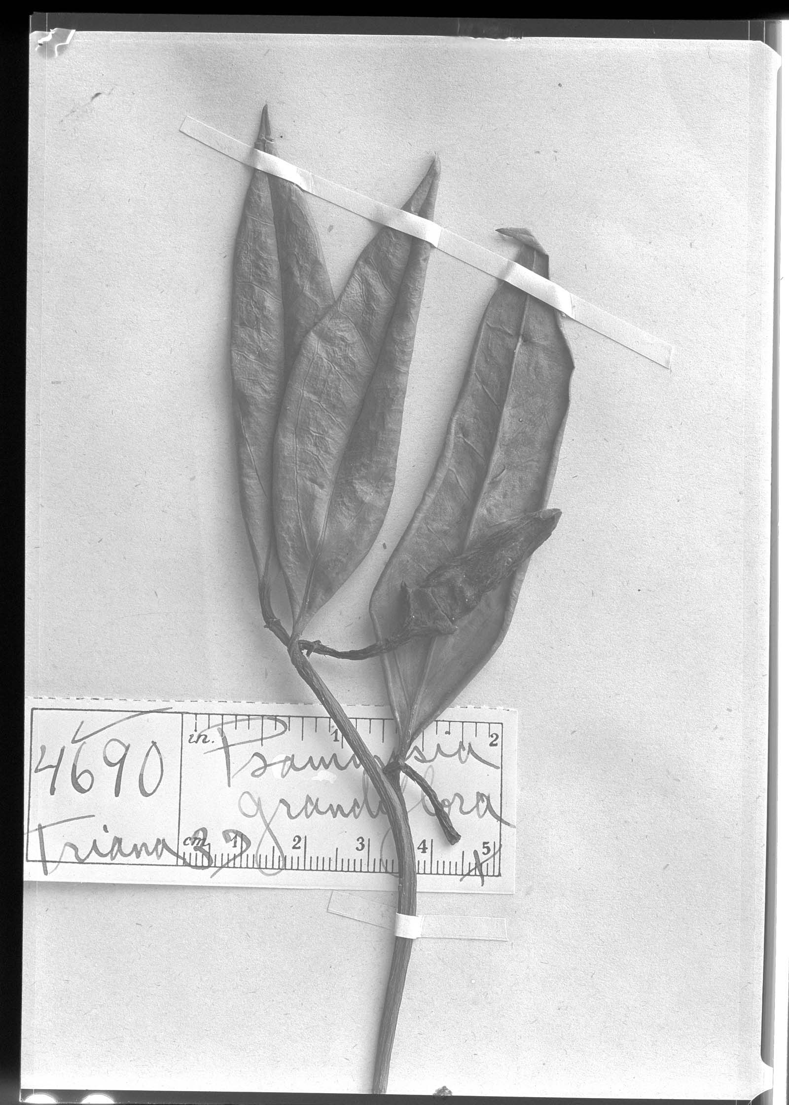 Psammisia grandiflora image