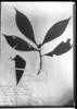 Psychotria rufescens image