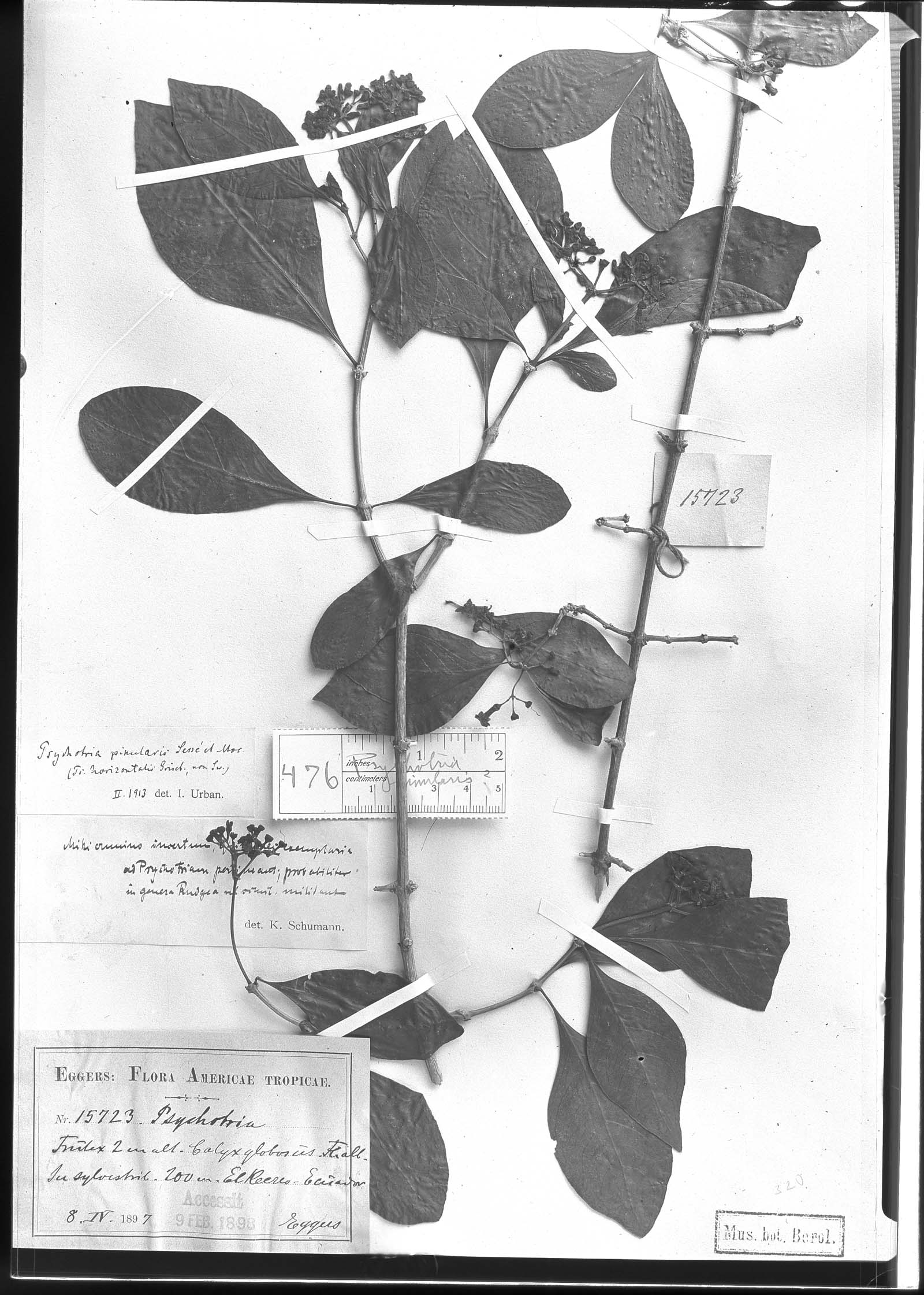 Psychotria pinularis image