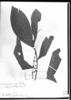 Psychotria glomerata image