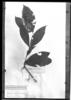 Psychotria octocuspis image