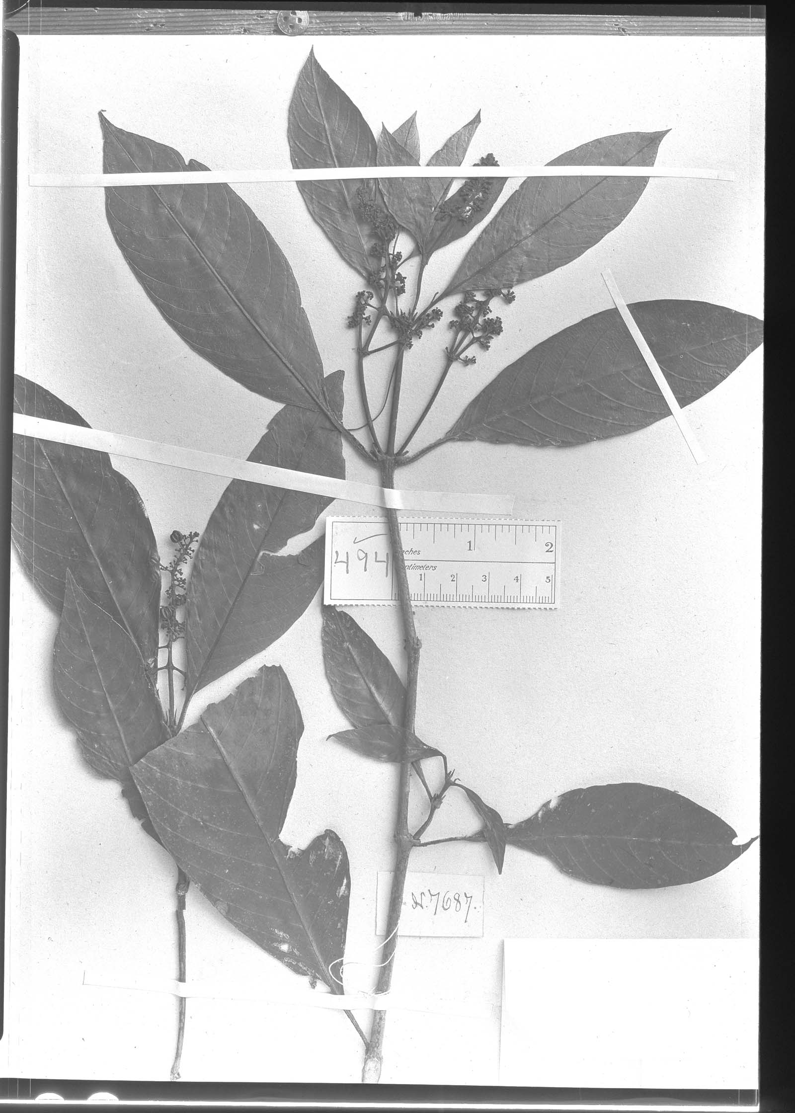 Psychotria mamillaris image