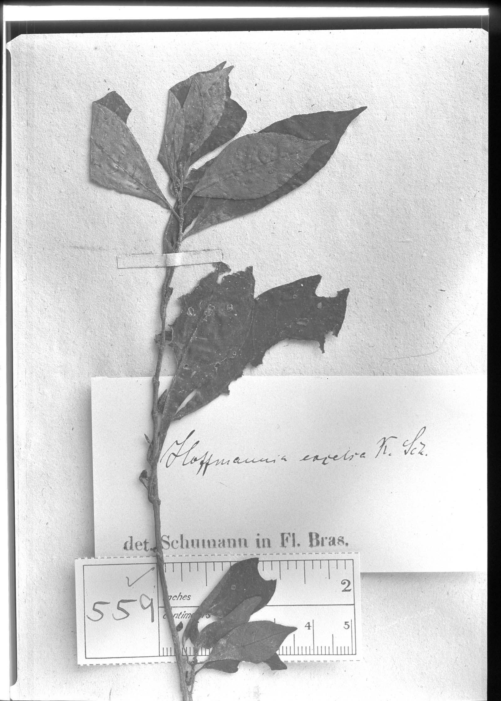 Hoffmannia excelsa image