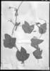Cayaponia fluminensis image